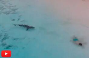 tiburones.jpg
