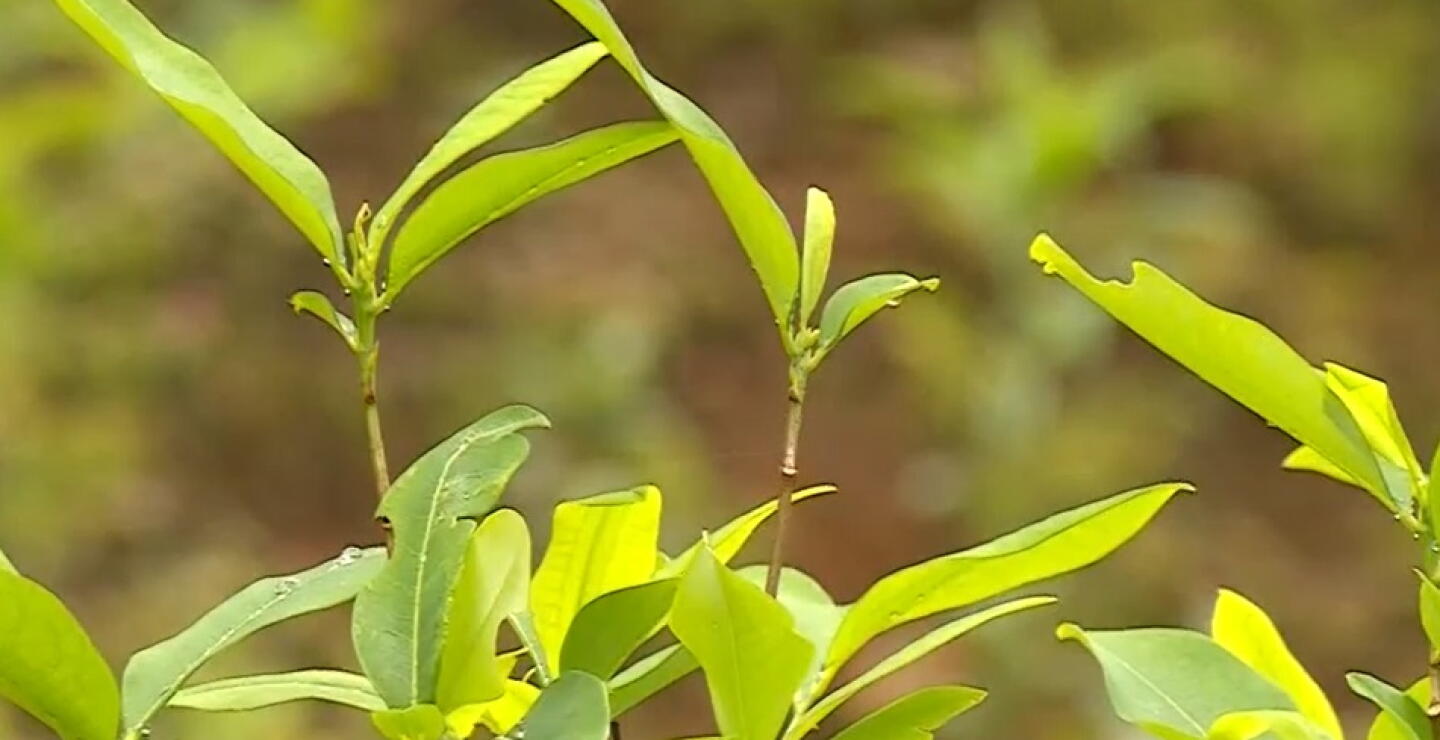 Bogotá y Cundinamarca se están convirtiendo en ejes de producción de la coca