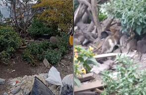 Plaga de ratas en Bogotá