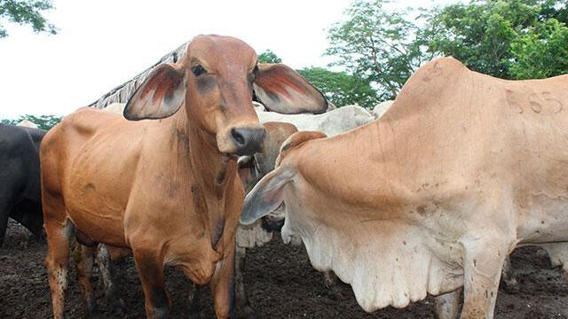 Cárcel y extinción de dominio a responsables del ingreso de ganado con aftosa desde Venezuela