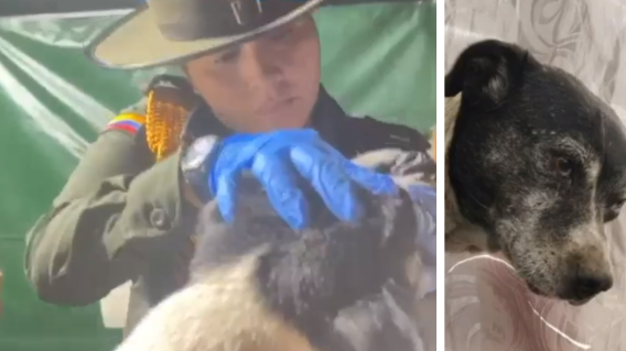 Cora, perrita perdida en cerro El Cable, apareció luego de cinco días y se reencontró con su familia