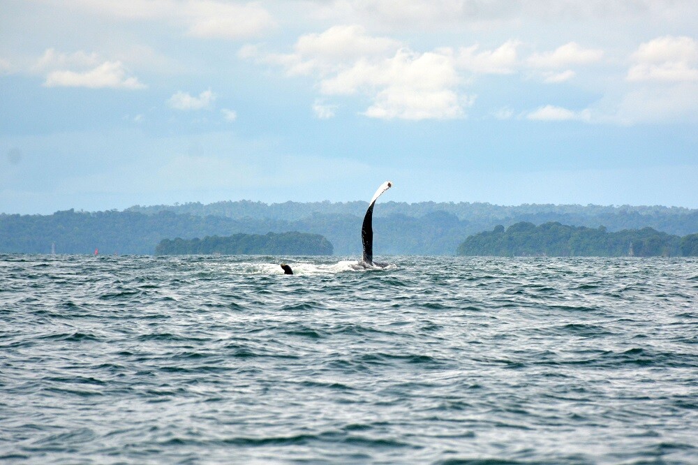 ballena jorobada en el pacifico colombiano foto mario baos blu radio (6).jpg