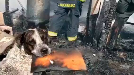 perro-llora-en-incendio.jpg