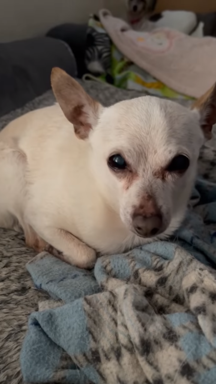 Conozca a TobyKeith, el perro más longevo del mundo según el Libro Guinness