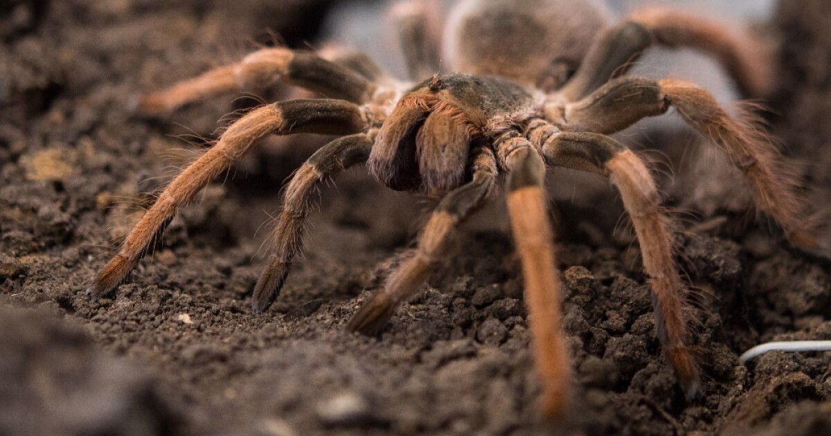 Descubren ‘mega araña’ en Australia con colmillos de Drácula - LaKalle