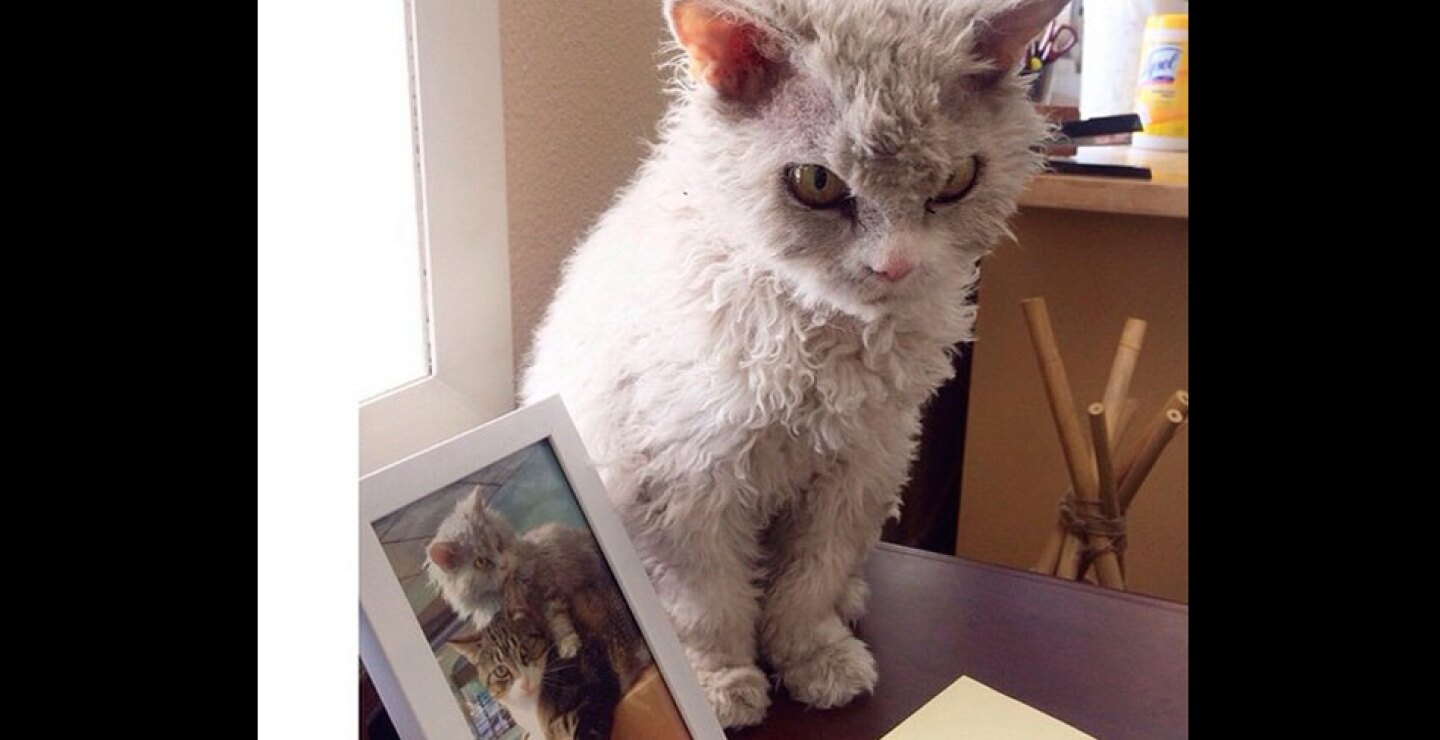 gato1.jpg
