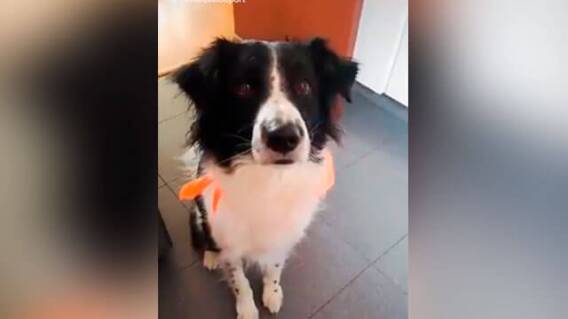 perro-tob.jpg