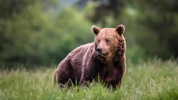 Oso, animal salvaje Oso, animal salvaje
