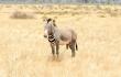 Cebra Grevy