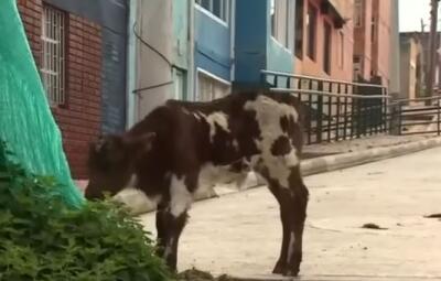 Así es la casa en la que familia vive con 29 vacas