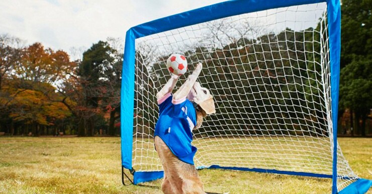 Purin, un beagle de nueve años de edad, consiguió atrapar con sus patas más pelotas que ningún otro perro en un minuto. Atajó 14 goles en 60 segundos.
