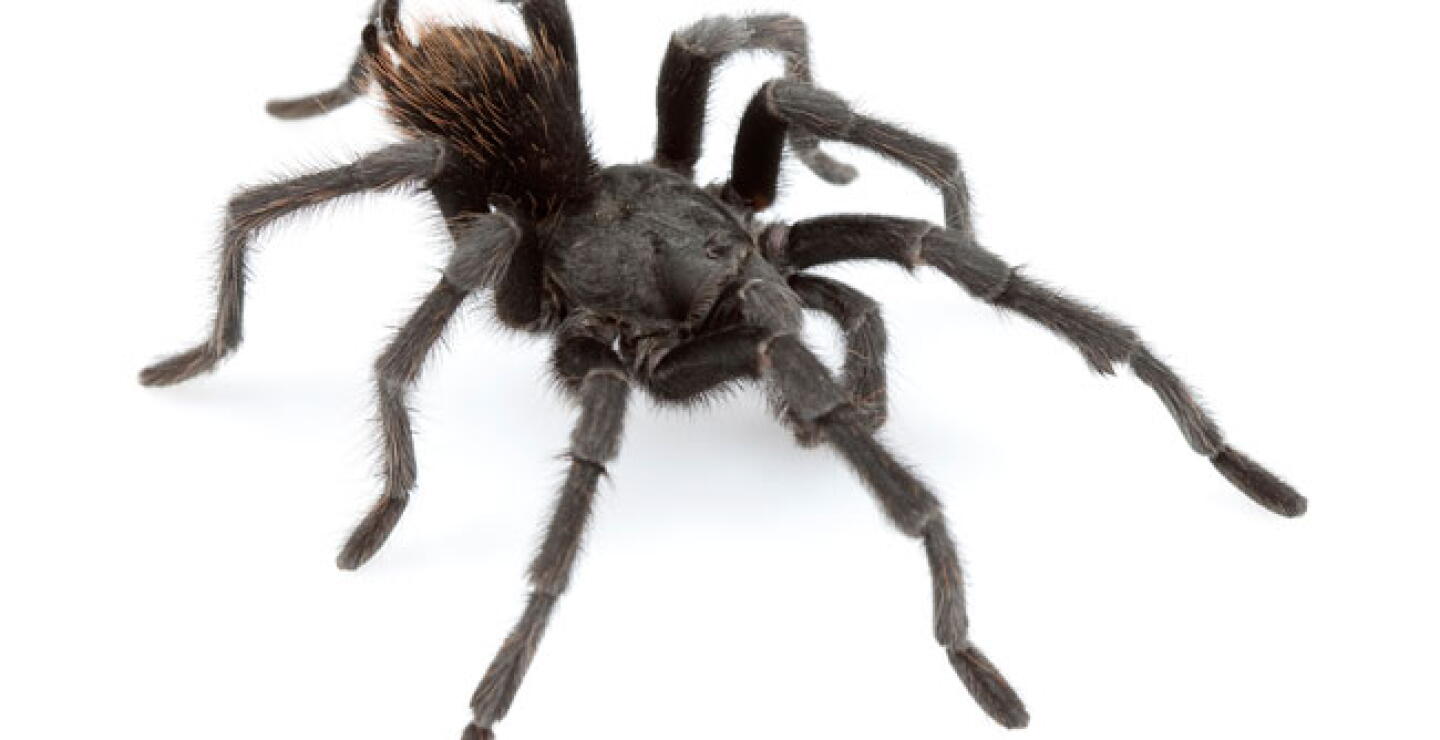 tarantula.jpg
