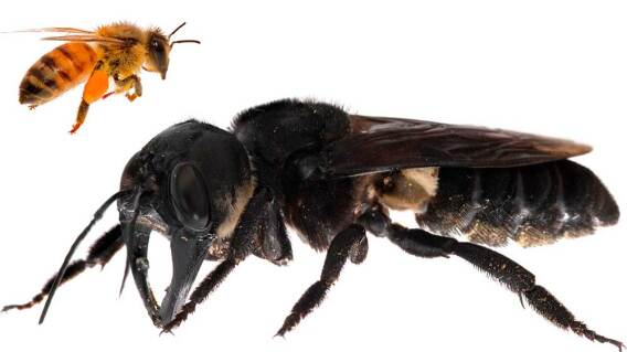 14380_La Kalle - Abeja más grande del mundo - Foto: AFP 14380_La Kalle - Abeja más grande del mundo - Foto: AFP