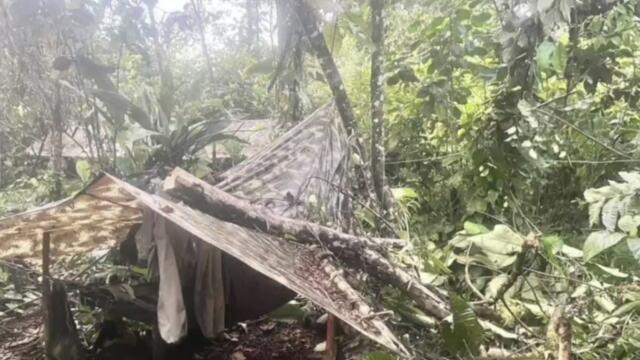 Disidencias destruyen el equivalente a 22 mil hectáreas de selva amazónica Disidencias destruyen el equivalente a 22 mil hectáreas de selva amazónica