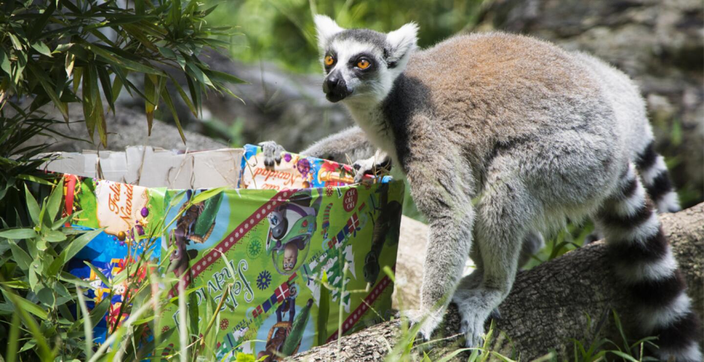 275584_Foto: Zoólogico de Cali