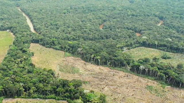 Deforestación, ganadería ilegal y cultivos ilícitos amenazan la conservación de parques naturales