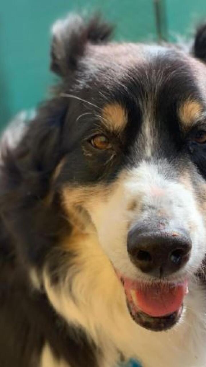 Conmovedor gesto: vecinos se unieron para rescatar a más de 100 perritos que estaban en un incendio