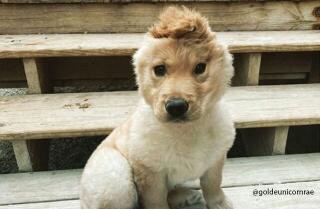 rae_la_perrita_unicornio.jpg