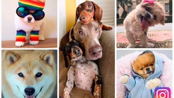 insta_dogs.jpg insta_dogs.jpg