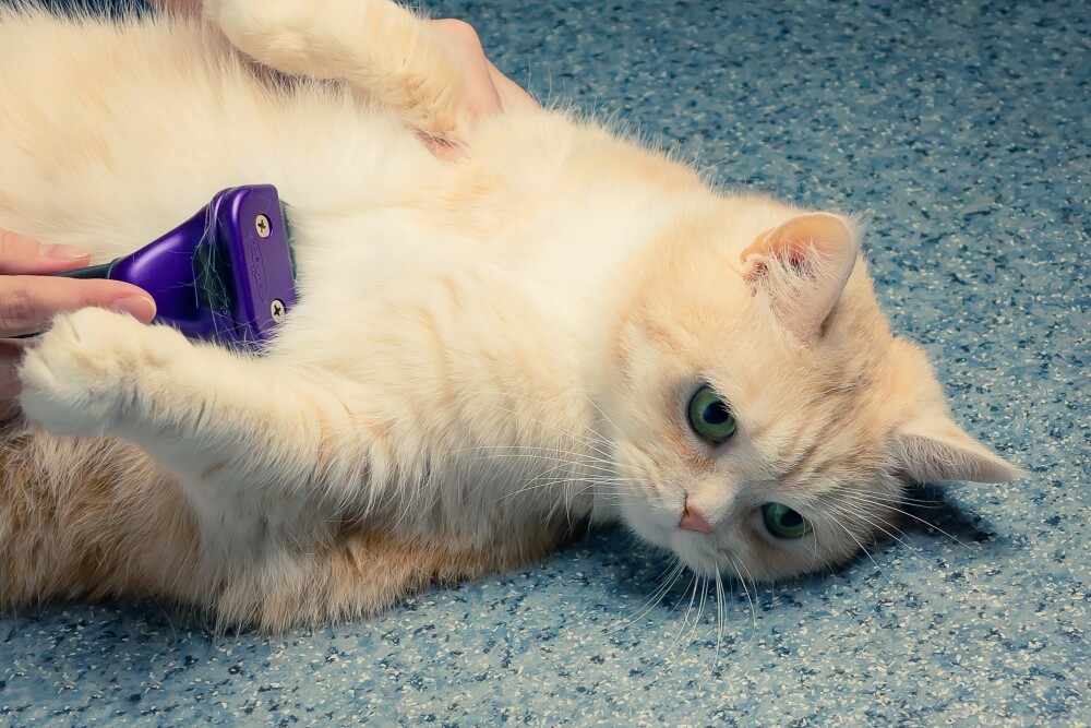 female hands combing hair on the belly of a beautiful cream cat