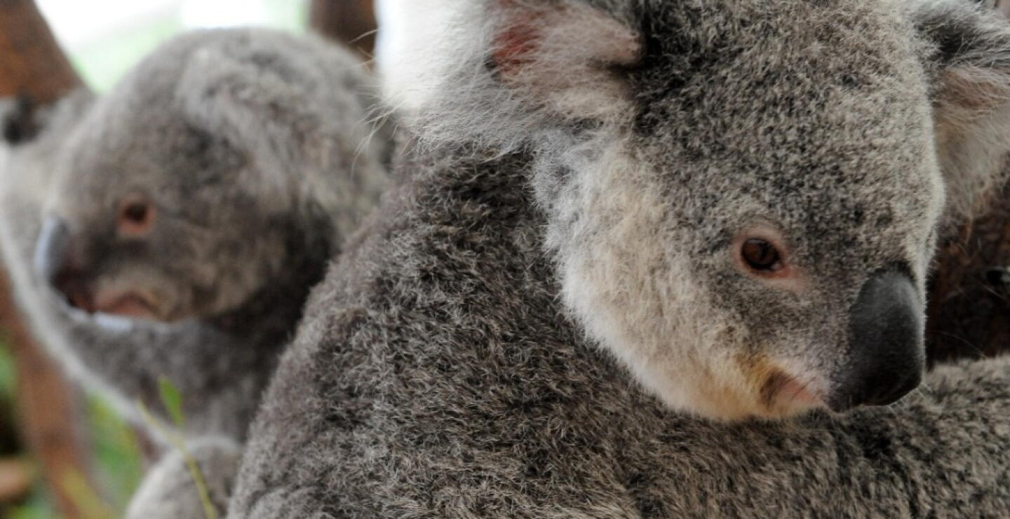 298518_koalas_-_afp.jpg