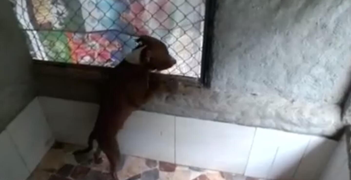 perro