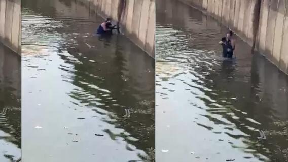 rescate perro brasil rescate perro brasil