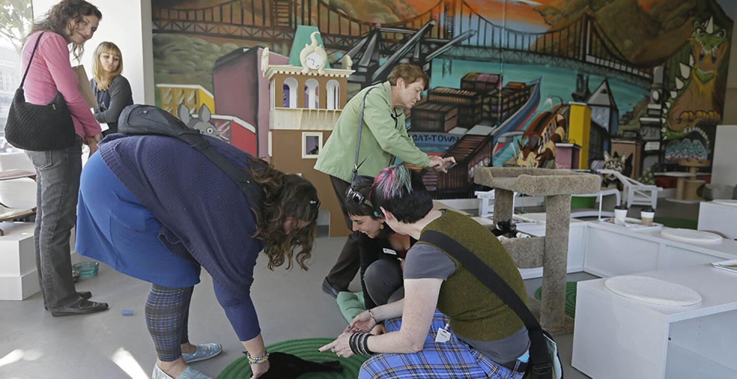 "Creo que es divertido. Es genial, emocionante", dijo Christina Souza, una clienta. " ¿Por qué no tener más lugares donde los gatos pueden dejar salir sus personalidades divertidas?".