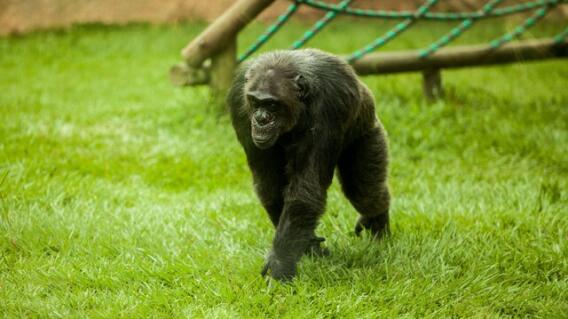 Revelan video del momento en que le dispararon al chimpancé Pancho tras escaparse de Ukumarí Revelan video del momento en que le dispararon al chimpancé Pancho tras escaparse de Ukumarí