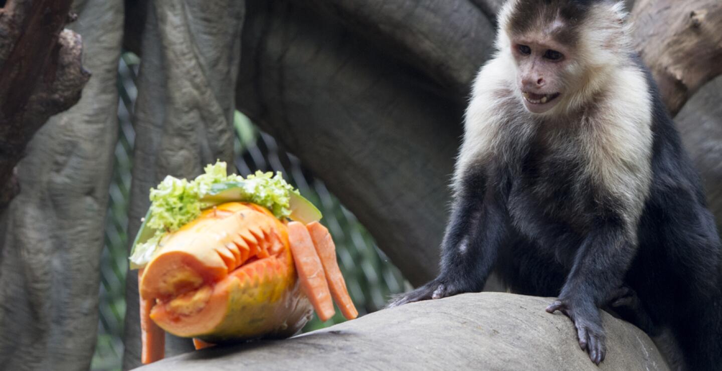 275574_Foto: Zoólogico de Cali