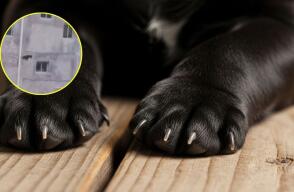 Perro salta de un tercer piso y termina ileso