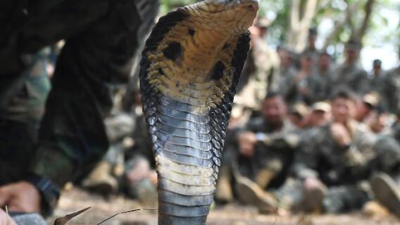 cobra referencia_afp.jpg cobra referencia_afp.jpg