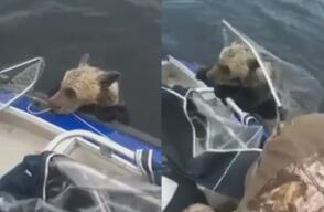 Salieron a pescar sin imaginar que rescatarían con sus redes a un oso en un río