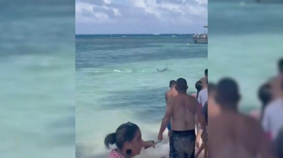 Tiburón en San Andrés: tremendo susto se llevaron bañistas al verlo muy cerca de la orilla del mar Tiburón en San Andrés: tremendo susto se llevaron bañistas al verlo muy cerca de la orilla del mar