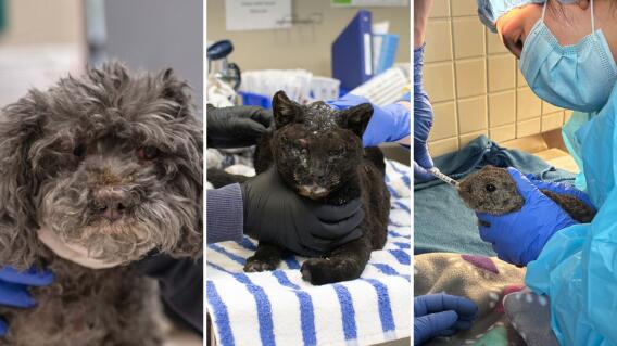 Animales afectados por incendios en Los Ángeles Animales afectados por incendios en Los Ángeles