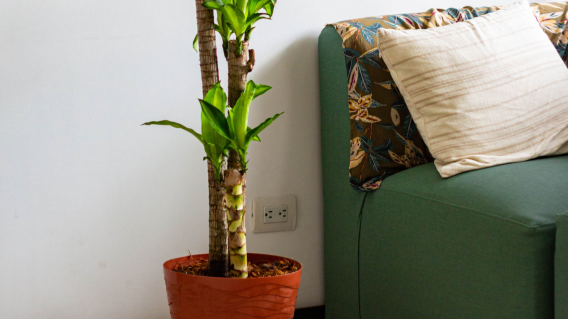 El árbol de la felicidad, también se conoce como Pachira Aquatica.