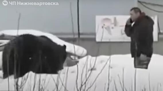 Oso persigue a hombre en Rusia Oso persigue a hombre en Rusia