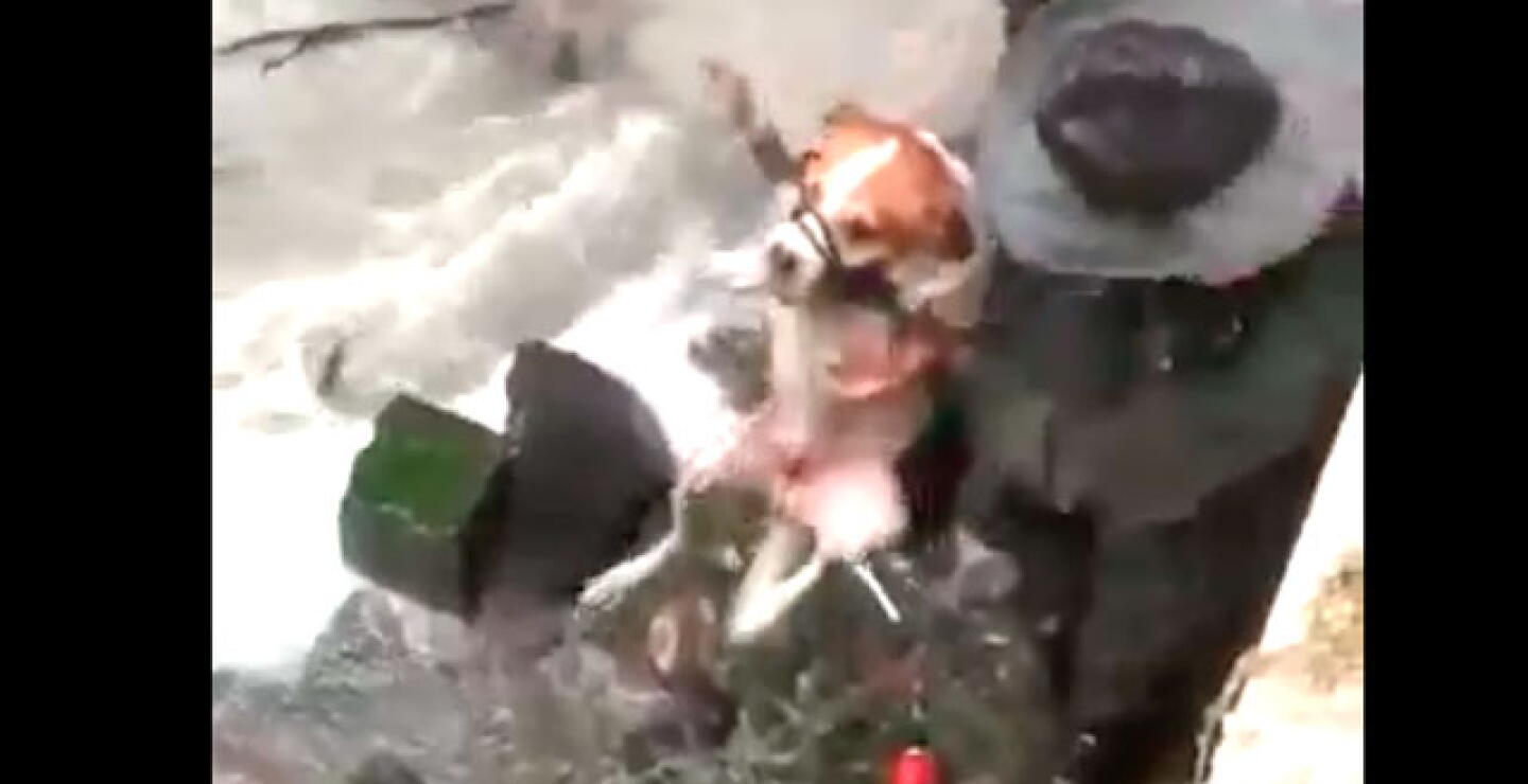 171216_perro-rescatado.jpg