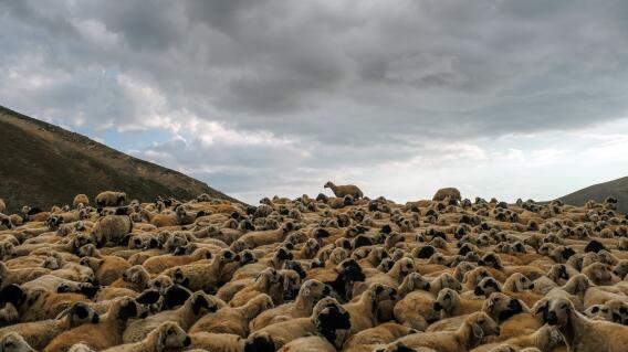 Más de 500 ovejas murieron al caerles un rayo mientras pastaban Más de 500 ovejas murieron al caerles un rayo mientras pastaban