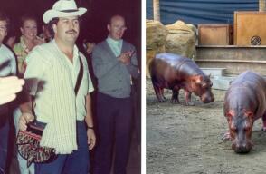 A las altas cortes llegó problemática por hipopótamos que trajo Pablo Escobar