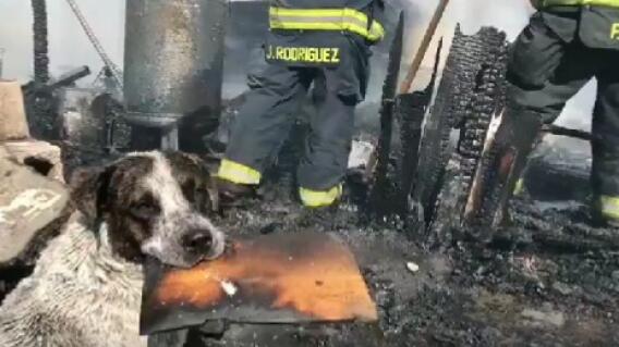 Perro llora al ver su casa incendiada  Perro llora al ver su casa incendiada