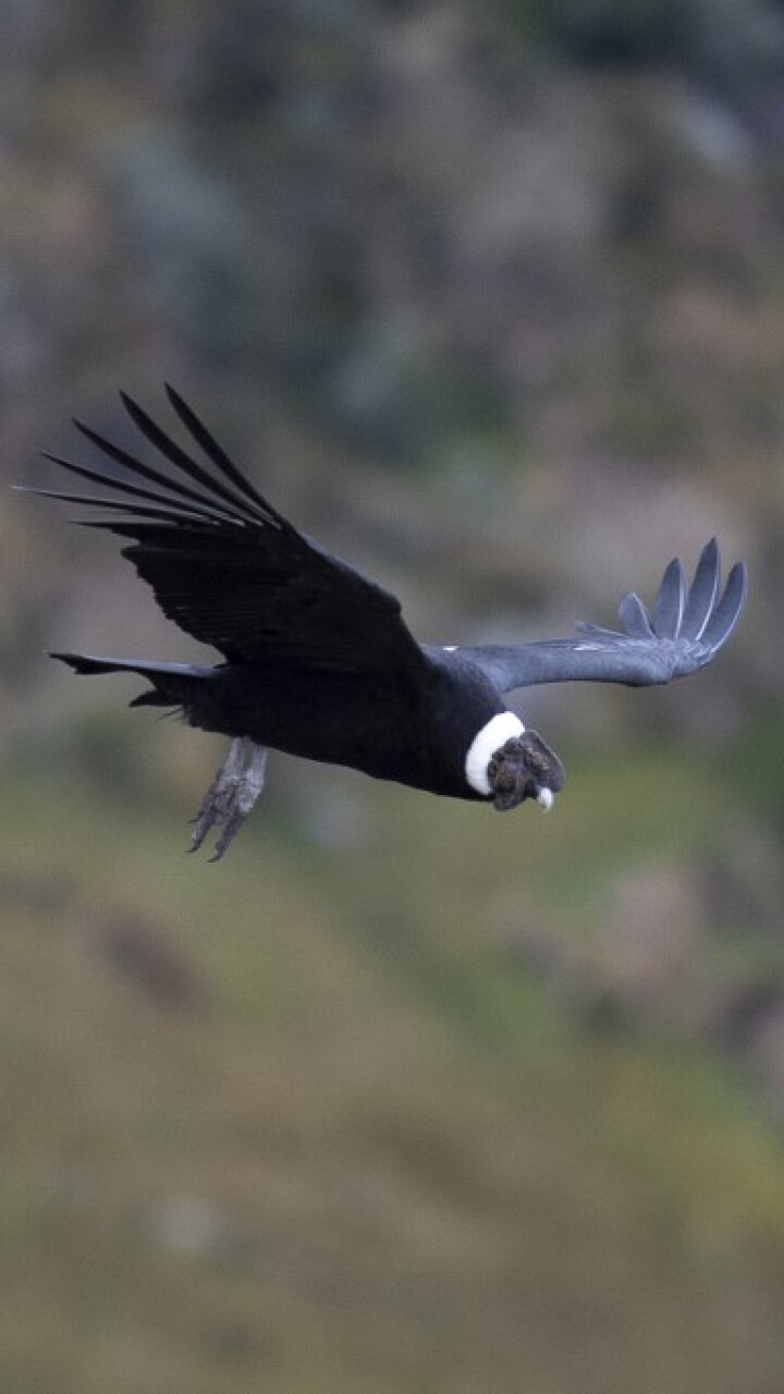 ¿Por qué el cóndor andino es el ave nacional? BluRadio