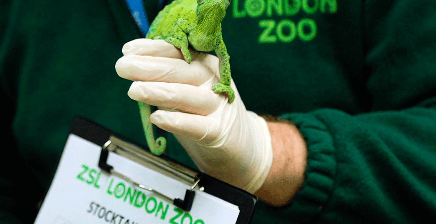 londonzoo3.gif