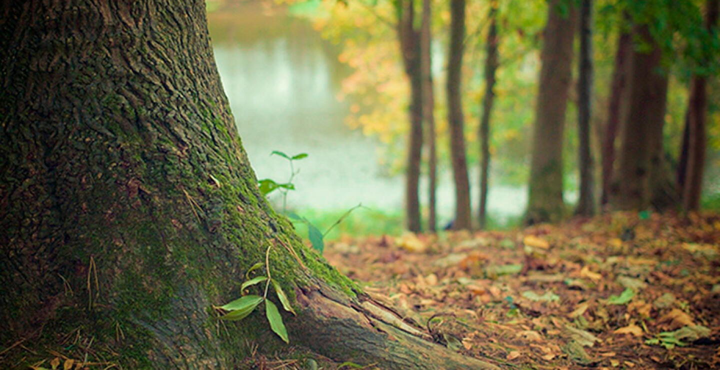 Bosque