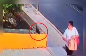 cachorro.jpg cachorro.jpg