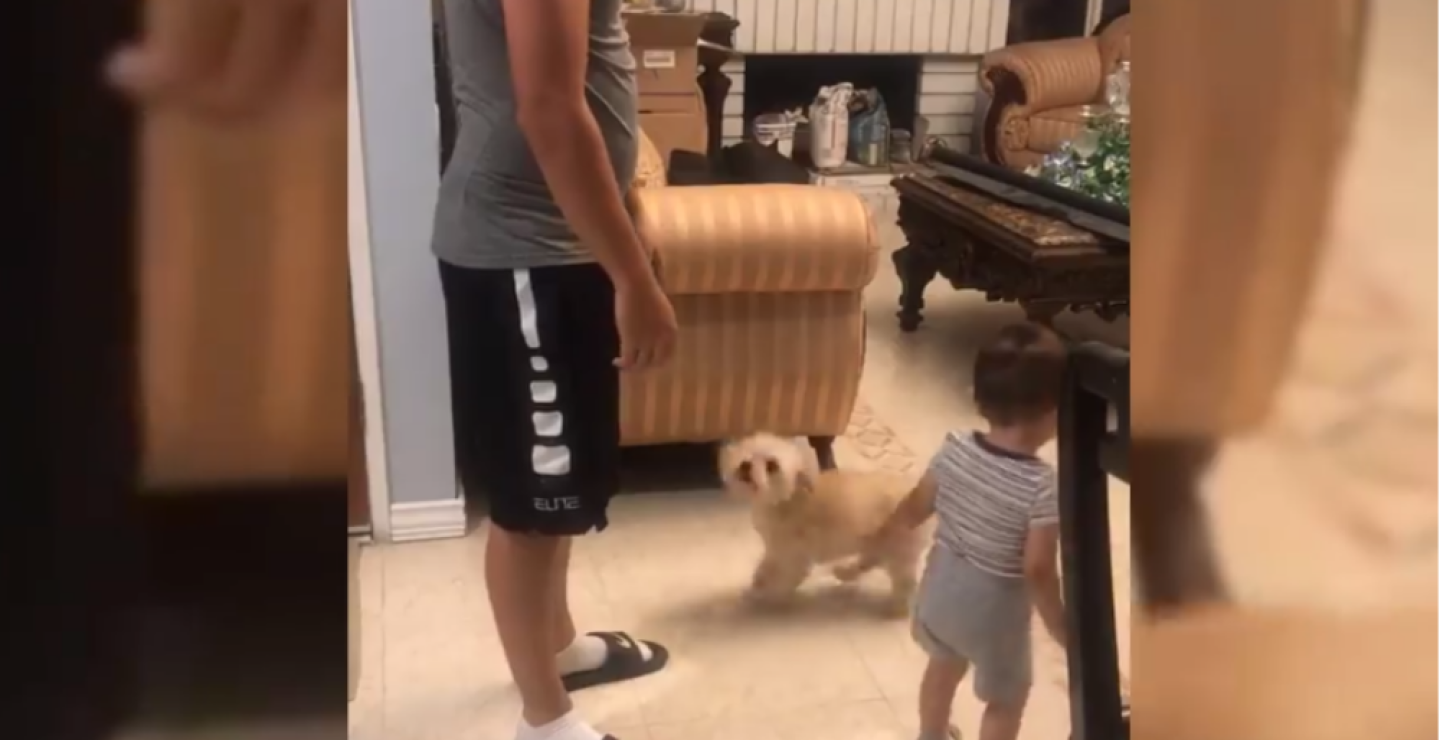 316489_Blu Radio // Perrito viral en redes // Foto: Captura Video Facebook ViralSnare