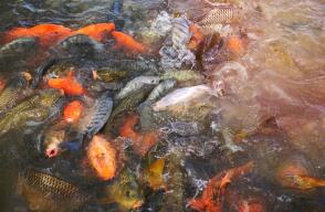 Declaran emergencia sanitaria en Colombia por bacteria que afecta a cultivos de tilapia