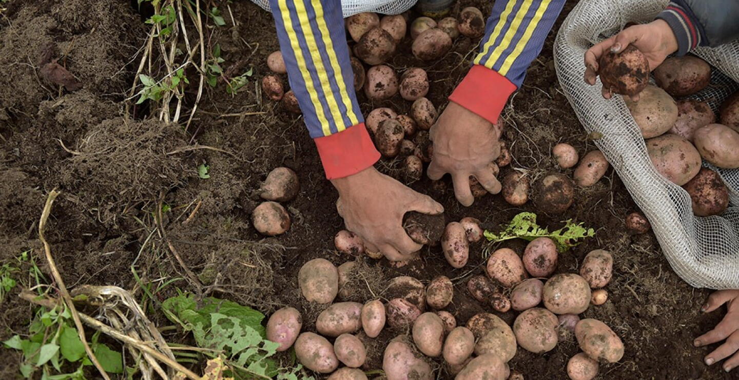 361538_Cultivo de papa / Foto: AFP