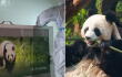 Pandas