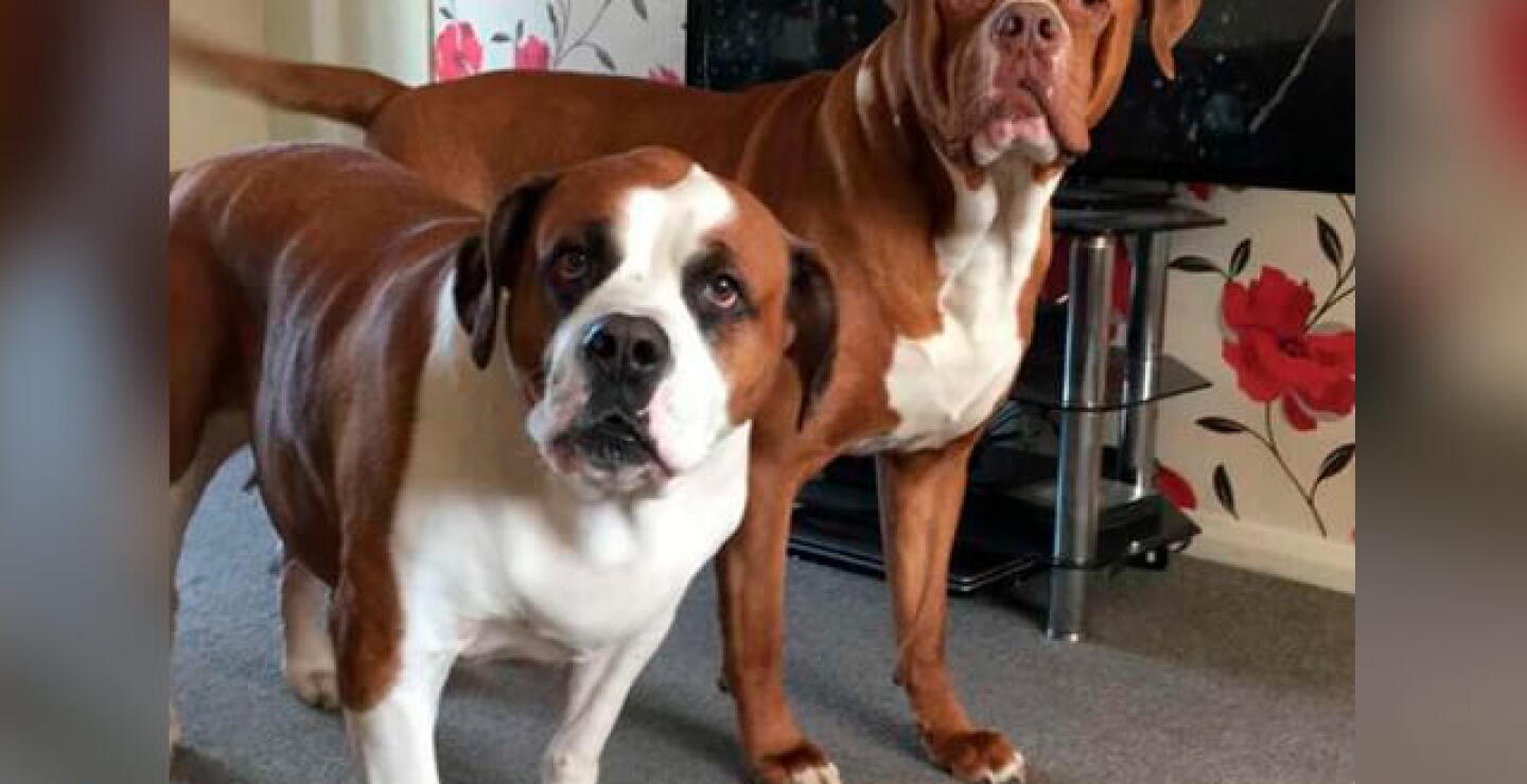 perros-matan-duena.jpg